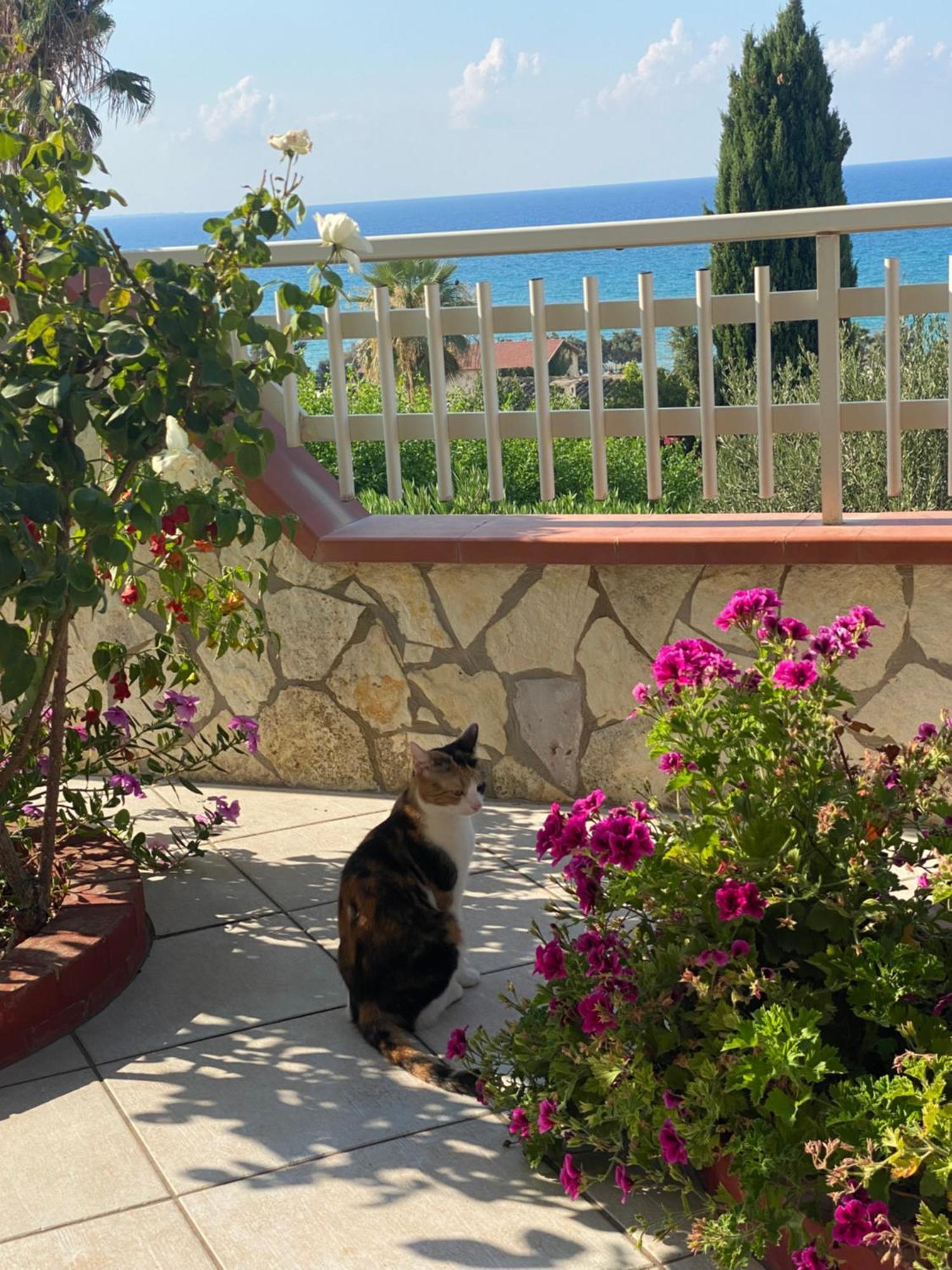 Villa Mare Giuggiola ألكامو مارينا المظهر الخارجي الصورة