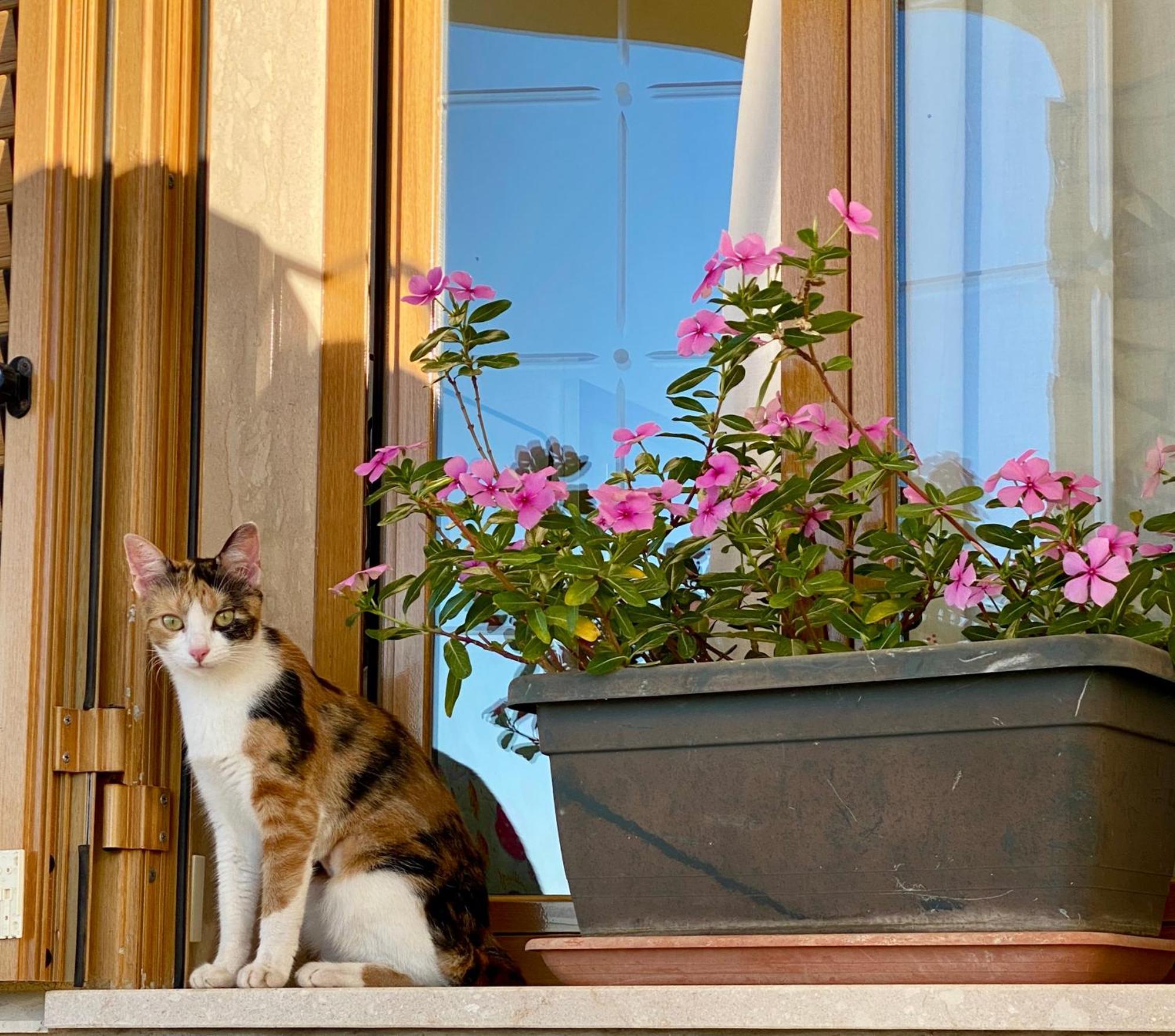 Villa Mare Giuggiola ألكامو مارينا المظهر الخارجي الصورة